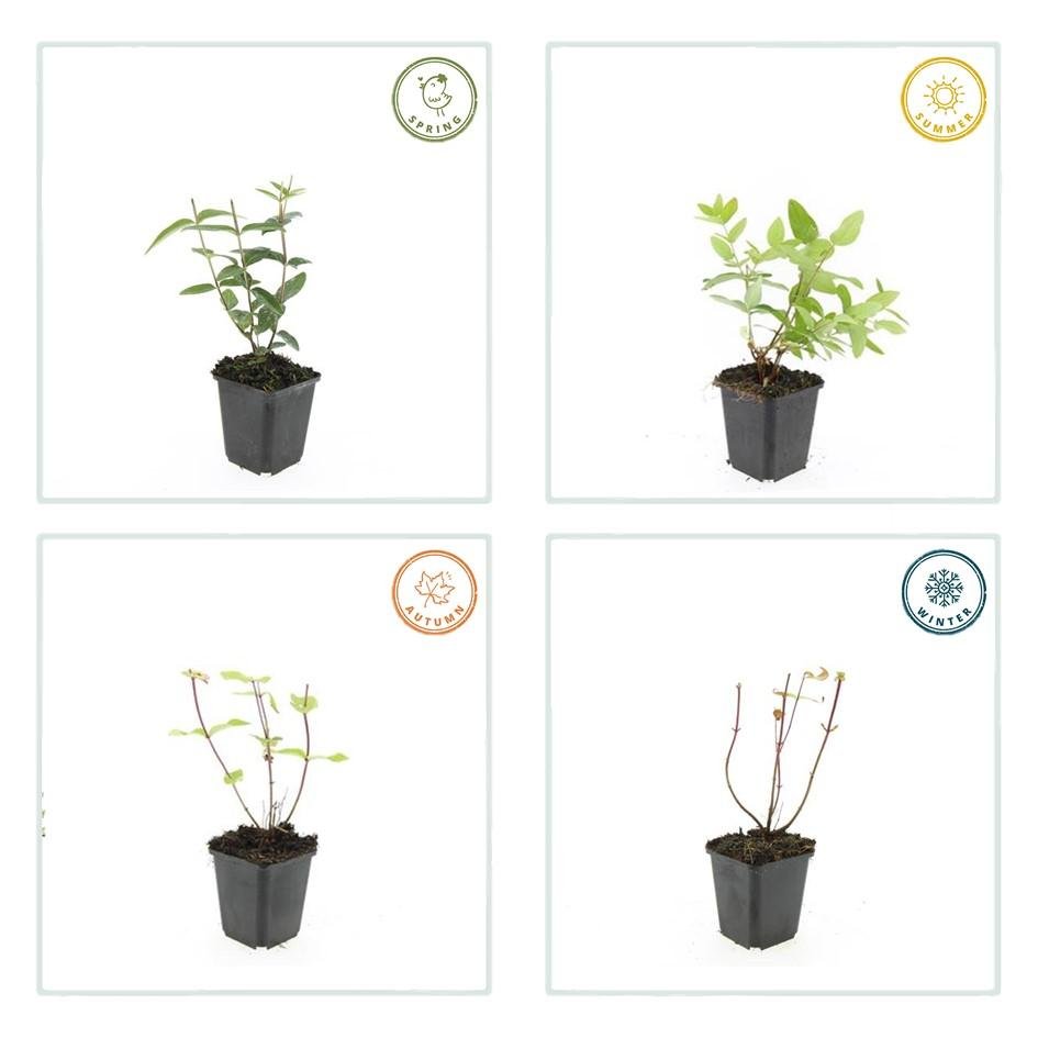 Zier - Johanniskraut (Hypericum inodorum) – 9 cm Topf, 10–25 cm hoch - Green Guardia - Ihr Experte für Schädlinge und Pflanzen