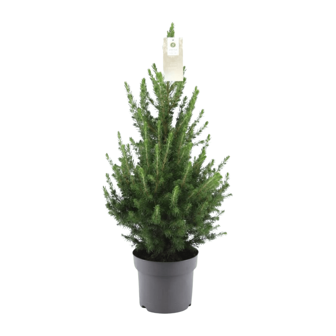 Zwergfichte ‘Conica’ – kompakter Weihnachtsbaum, 70 cm - Green Guardia - Ihr Experte für Schädlinge und Pflanzen