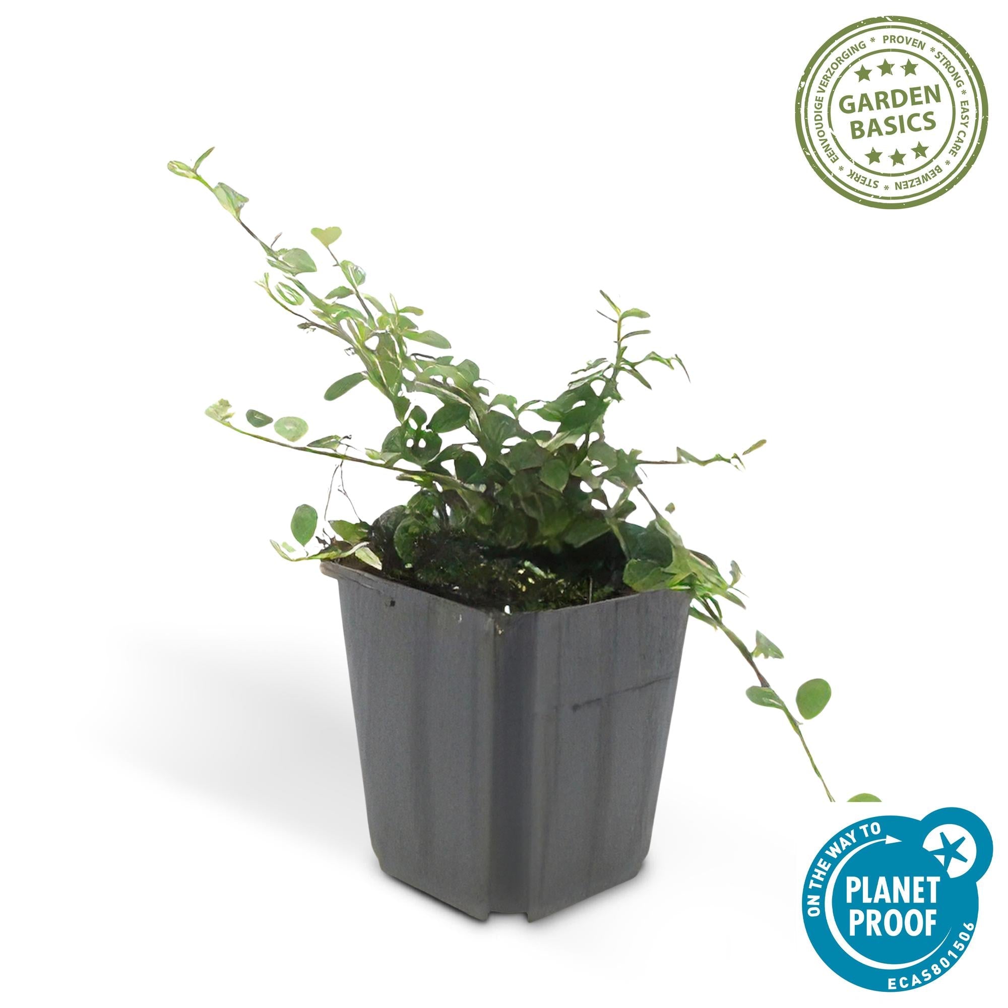 Zwergmispel ‘Streib’s Findling’ – 9 cm Topf, 10–25 cm Höhe - Green Guardia - Ihr Experte für Schädlinge und Pflanzen