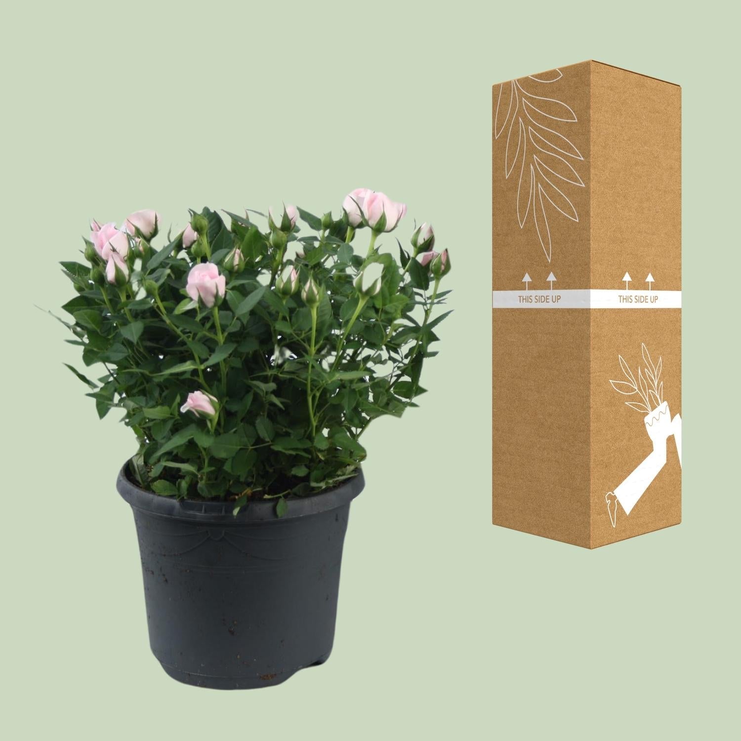 Zwergrose ‘Jewel Patio Baby’ – rosa blühend, 17 cm Topf, 30 cm hoch - Green Guardia - Ihr Experte für Schädlinge und Pflanzen
