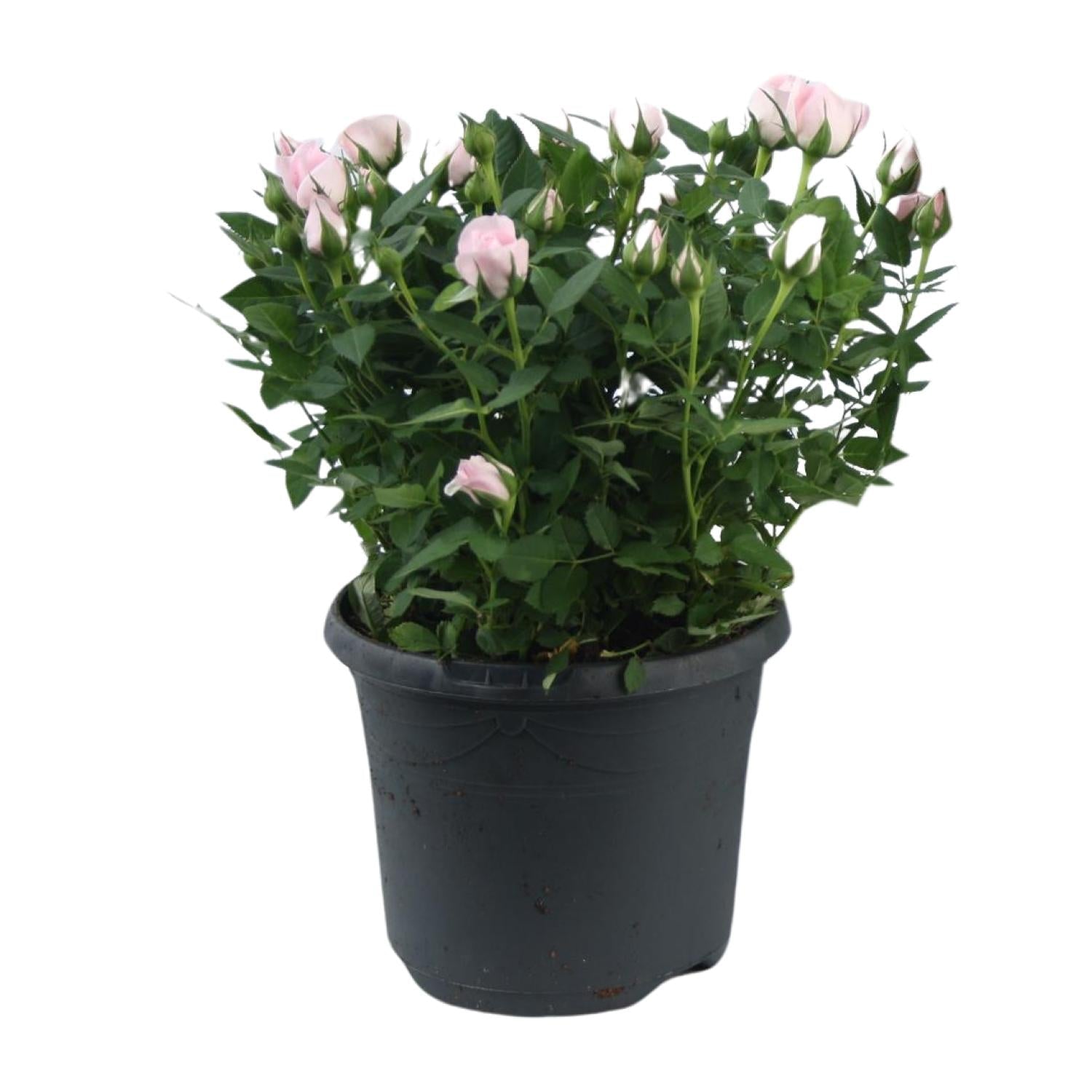 Zwergrose ‘Jewel Patio Baby’ – rosa blühend, 17 cm Topf, 30 cm hoch - Green Guardia - Ihr Experte für Schädlinge und Pflanzen